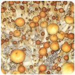 Псилоцибиновые (галлюциногенные)  грибы Psilocybin "Golden Teacher" в Верхней Салде